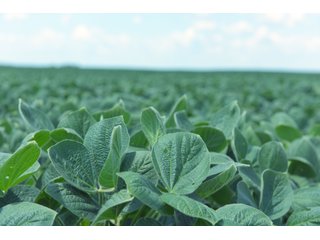 Farmland in Fulton & Marshall Counties, Indiana - LAND AUCTION - 541.3+/- ACRES IN 9 TRACTS IN FULTON & MARSHALL COUNTIES, INDIANA